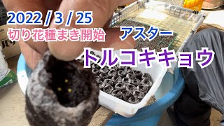 22 3 25 トルコキキョウ種まき開始 Youtube