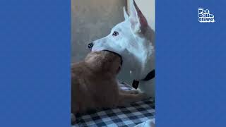 : FUNNIEST Cats vs Dogs | The ULTIMATE Compilation 2023 