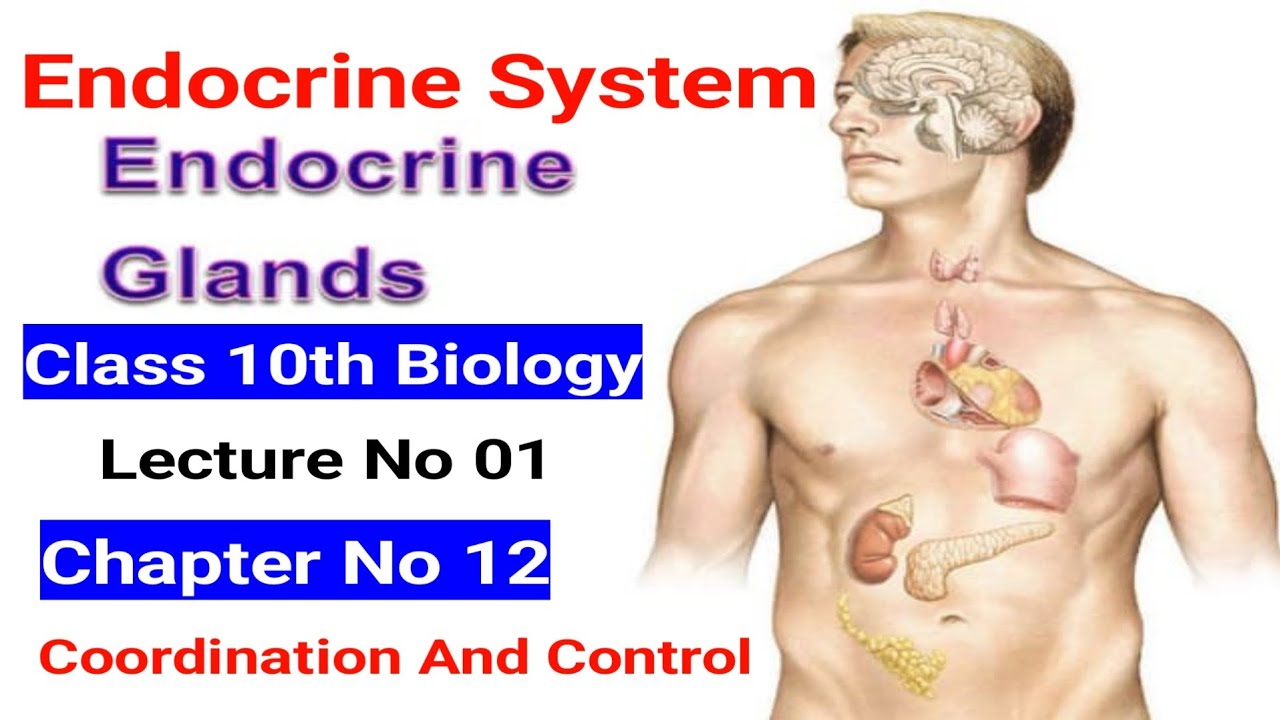 Endocrine System Class 10 By Hadi In Urdu Hindi | Coordination And ...