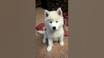 cute little husky puppy adorable video #puppy #dog #cutedog #pets #trending #dogvideos #dogs #shorts