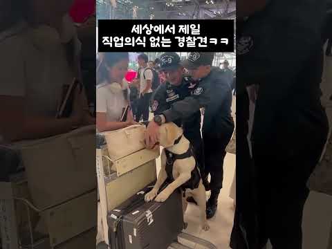 세상에서 제일 직업의식 없는 경찰견ㅋㅋ thumbnail