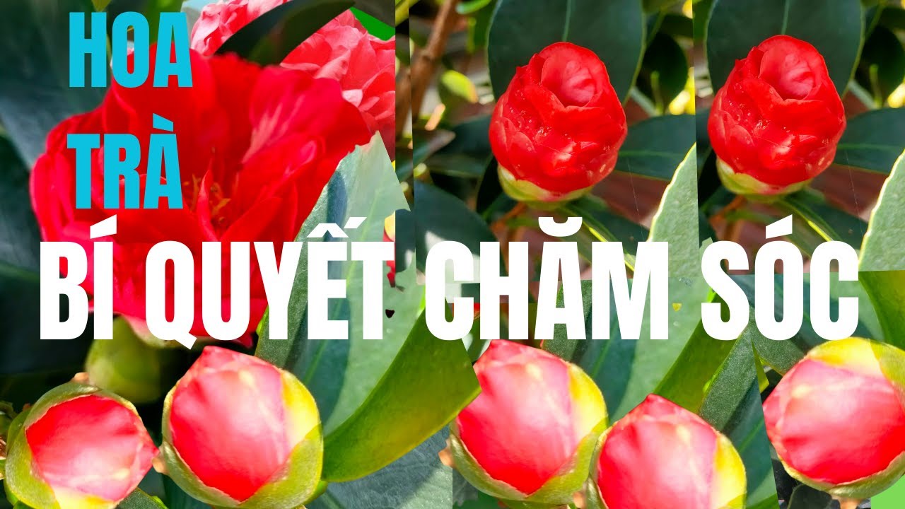 Bí Quyết Chăm Sóc Cây Hoa Trà Tứ Quý Trên Chậu Cách Bón Phân Cho Hoa Trà Tứ Quý Ra Hoa Tươi Khỏe