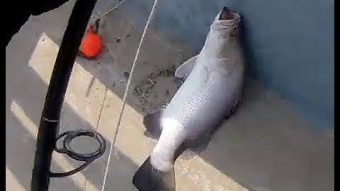 Đi Câu Cá Sửu Vàng Ai Ngờ Dính Toàn Cá Chẽm | Dân Chơi Đi Câu