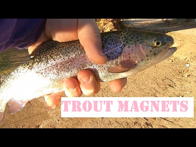 How To Fish TROUT MAGNETS For Urban Pond Trout (Fun & Easy