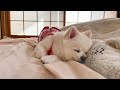 遊び疲れて父親の布団で爆睡するポメラニアン(GW帰省動画)