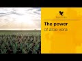 The power of aloe vera   forever living uk  ireland