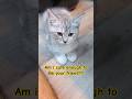 Am I cute enough to be your friends? #catshorts #cutecat #petlover