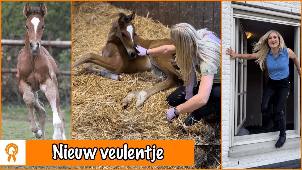 Veulentje op stal geboren!  + winnaar winactie | PaardenpraatTV