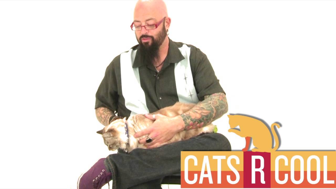 Cats R Cool: Cats are Family Members