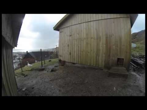 Chickens think solar eclipse is night time