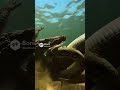 anaconda vs cocodrilo marino
