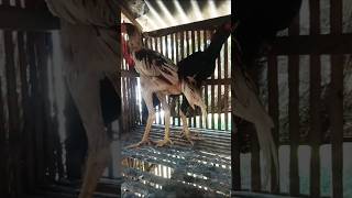 Download Lagu Usia jalan 5 bulan MP3