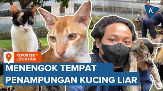 Mengintip Tempat Penampungan Kucing Liar di Puskeswan Ragunan Jakarta Selatan