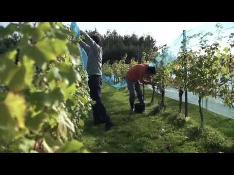 Video: Hvordan Man Laver Vin Af Isabella-druer Derhjemme