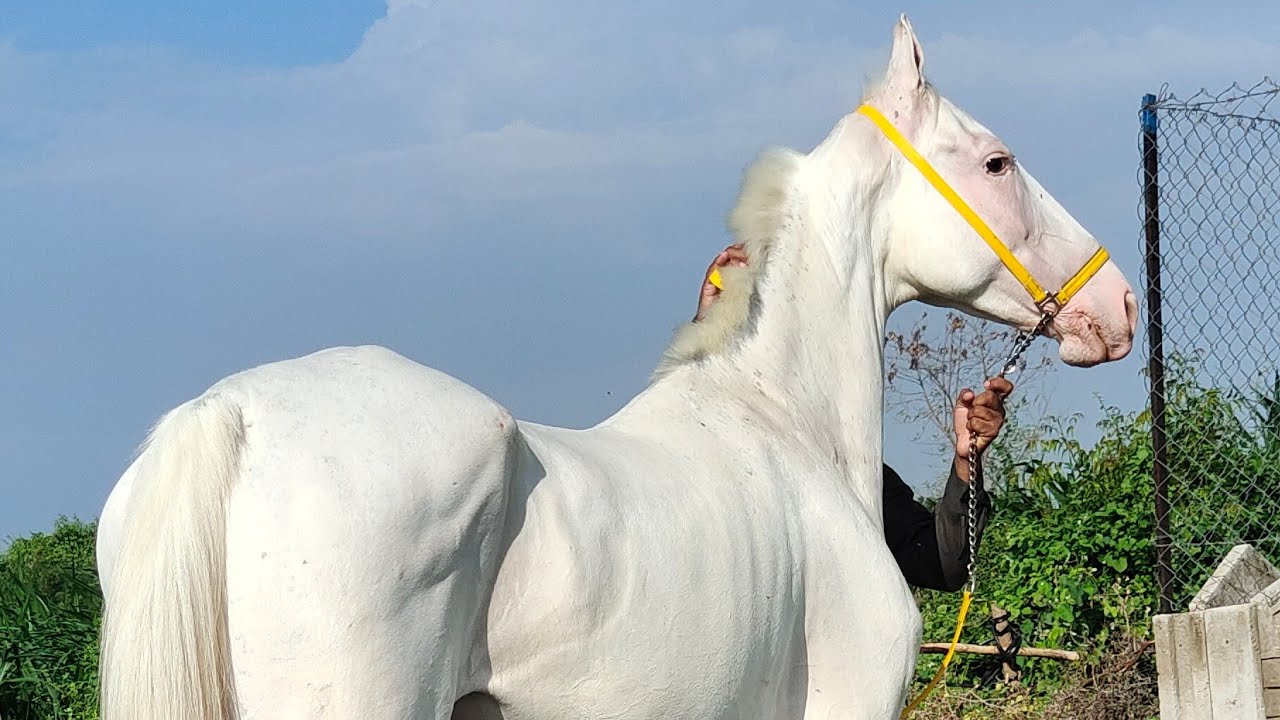 Rupal stud farm for sell नूकरी रॉयल रूपल घोडी mo9724588670mo8849146447mo9429015173