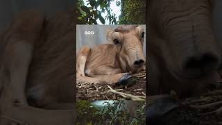 Ever seen such a deer ? Saigaantelope