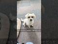 保護犬 虹の向こうで、また逢おうね#保護犬 #shorts #可愛い