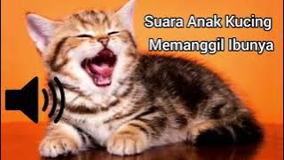 SUARA ANAK KUCING MEMANGGIL IBUNYA