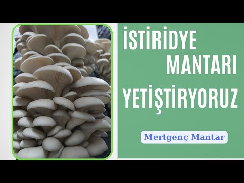 İstiridye Mantarı  / İstiridye Mantarı Nasıl Yetiştirilir...