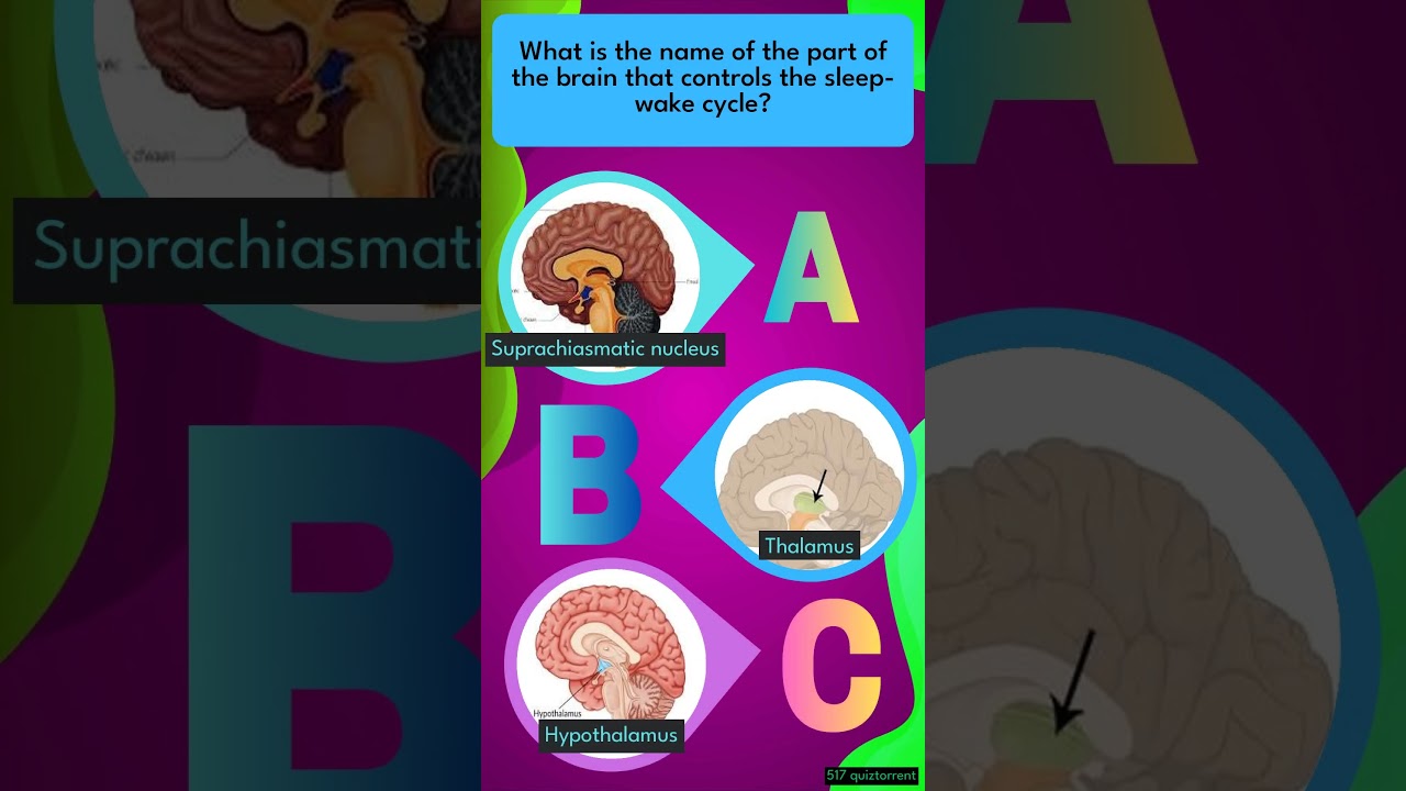 Can You Guess the Brain's Sleep-Wake Master?