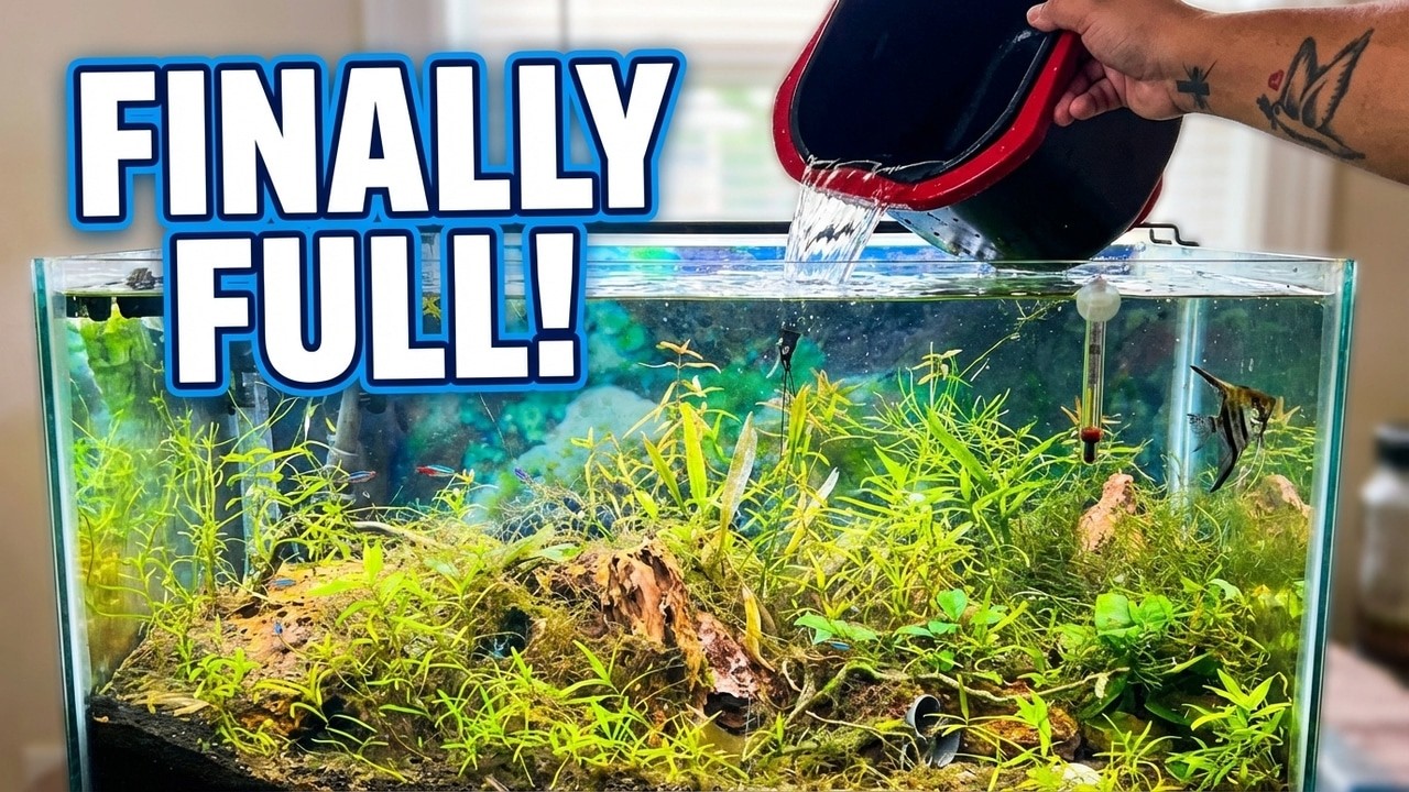 Your Fish Tank Water Level Dropping? I don't know why...