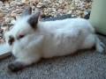 Lionhead Bunny Rabbit Finds Love And Friendship With  A Rescue Bunny