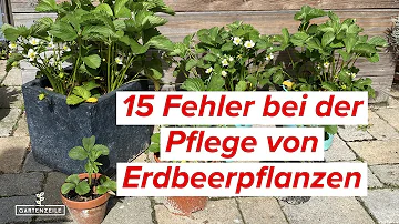 Was mögen Erdbeerpflanzen nicht?