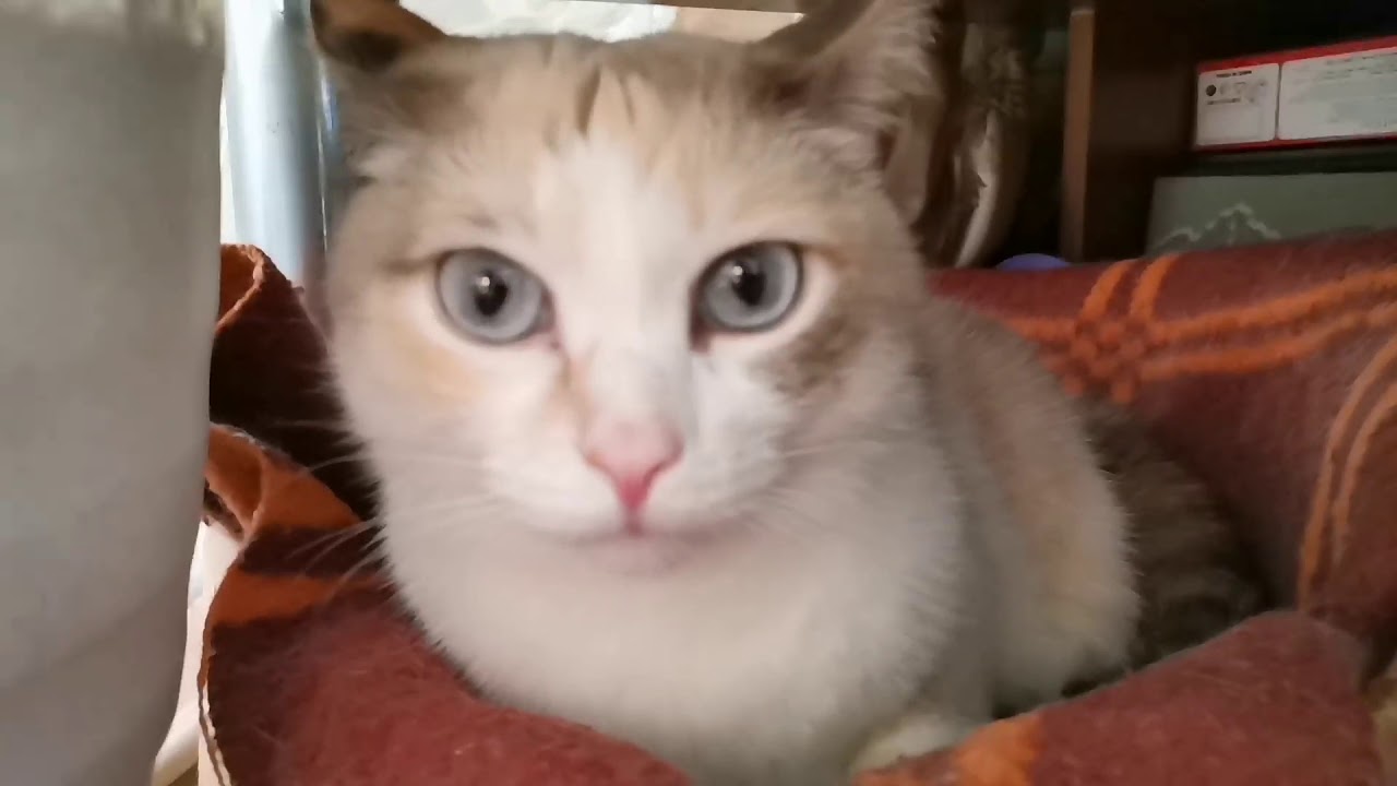 Кошка спит лежит - YouTube
