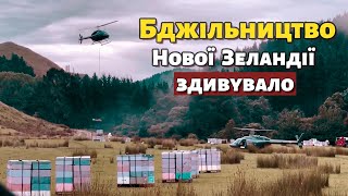 картинка: Бджільництво Нової Зеландії. Ціна меду з Мануки