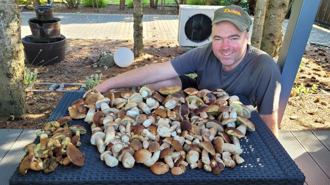 SUSZA A BOROWIKI WYCHODZĄ JEDEN ZA DRUGIM. 12.08.25