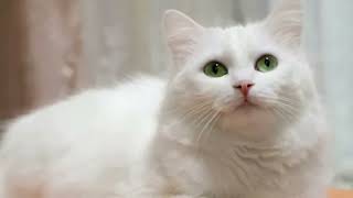 Arti Dan Pertanda Mimpi Membunuh Kucing