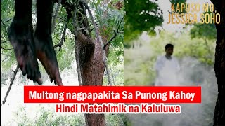 Multong Nagpapakita sa Punong kahoy? | Kapuso Mo, Jessica Soho