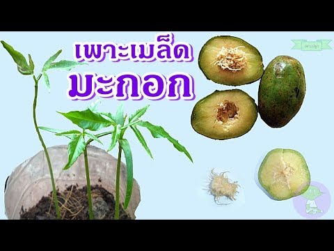 วีดีโอ: วิธีปลูกมะกอก