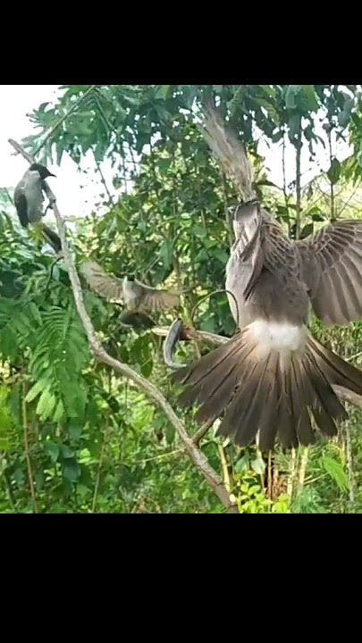 chào mào đít vàng bông lau mồi vip siêu khủng #4 #birds