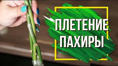 Плетение Пахиры ✔️ Как Правильно Плести Пахиру Акватику ✔️ Пахира Домашняя