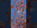 睡眠、勉強、リラックスのためのローファイ・リラクシングミュージック #relaxingmusic #naturetranquility #tranquillofi #nature #flowers