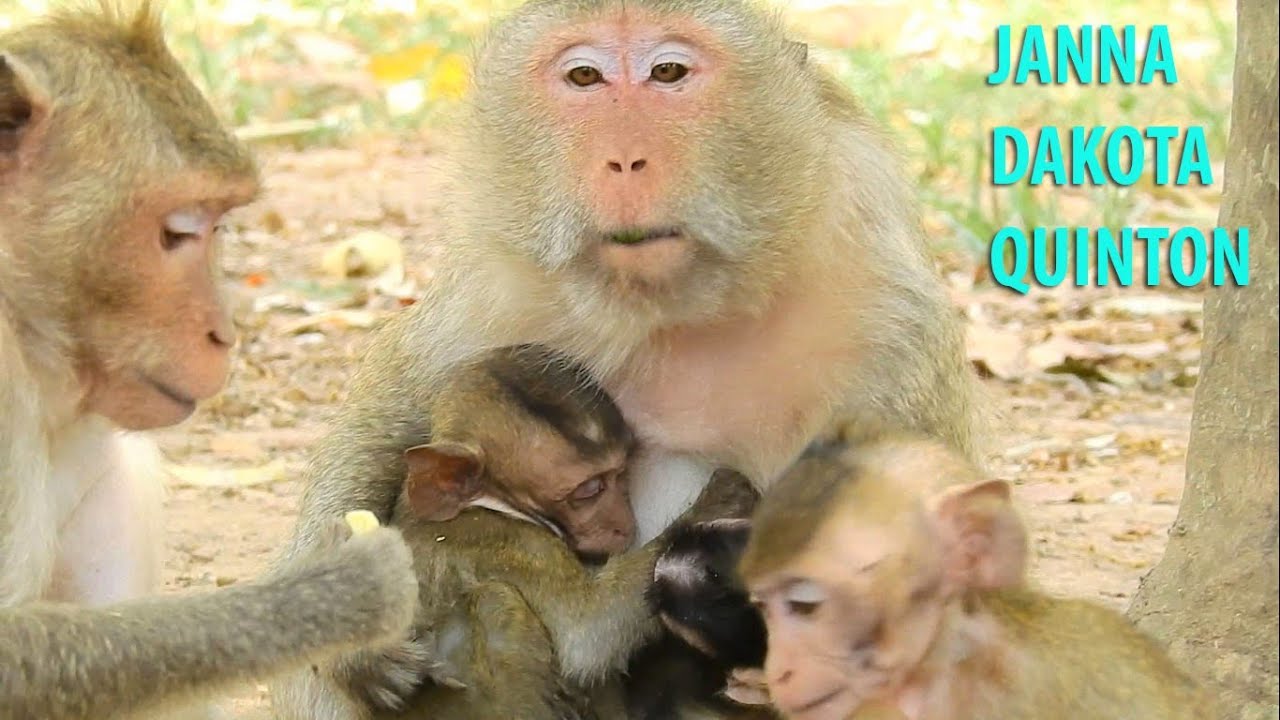 Amazing Queen Hold 2 Baby As Dakota & Quinton|Baby Janna Want Sit With Queen Too,But No Space
