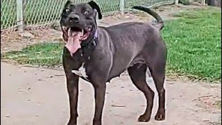 Walking Up & Meeting A Pitbull Mix For First Time At Dog Park