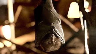 Chester Zoo: Bat cave