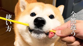 おもちゃの説明書は全く読まずに捨てるタイプの柴犬