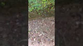 Asian Marauder Ants Vs White Footed Ants Technomyrmex Albipes