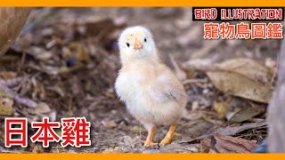 養灰雞不稀奇了？居然可以直接養一隻真的「雞」！台灣爆紅的「寵物日本雞」竟然也可以超級親人！Japanese Bantam【鸚鵡小木屋】【寵物鳥圖鑑EP29】