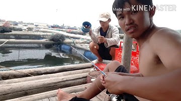 câu cá nu(nâu) cá dìa hoa trên bè nuôi cá hồng mỹ tập 1