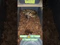 WARNING ⚠️ LIVE FEEDING #warning #live #feed #feeding #batman #brucewayne #clown #snake #animals #bp