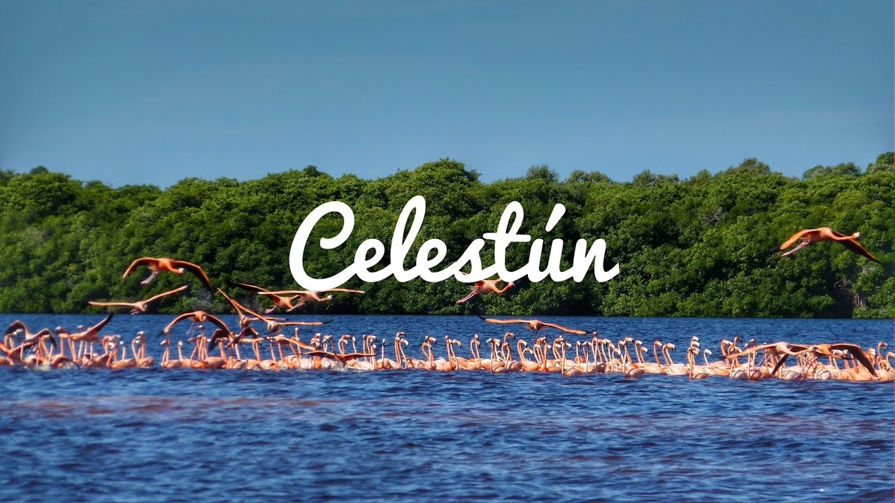 Resultado de imagen para flamingos celestun