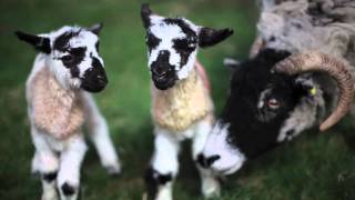 Lambing Live, the Yorkshire story the start of lambing at Downholme in Swaledale, N yorkshire. Joyce gives an insight to the work and dedication that goes into being a yorkshire hill sheep farmer.