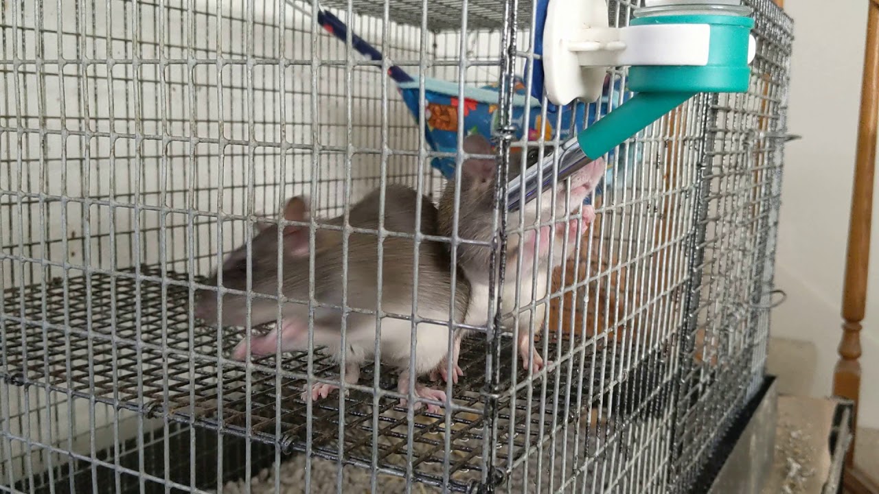 Crazy rat playing with water bottle and smacking cagemate