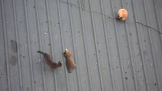 Cats Playing With Each Other