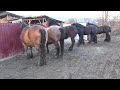 Caii lui Dorel de la Tigmandru, Mures - 2020 Nou!!!