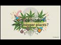 Cannabis Myths Part 2 1